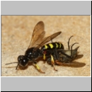 Crabro peltarius - Grabwespe w18f 11mm beim Nesteintrag - Sandgrube Niedringhaussee.jpg